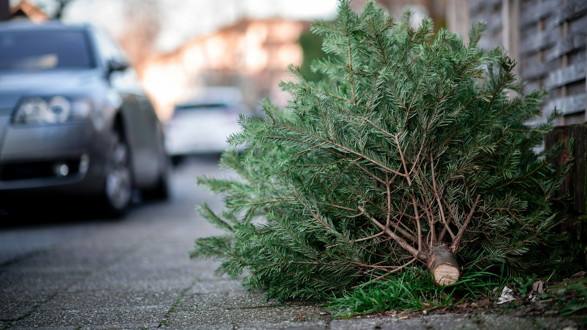 Ein Tannenbaum liegt an einer Straße. Die städtischen Wirtschaftsbetriebe beginnen mit der Abholung der abgeschmückten Weihnachtsbäume. +++ dpa-Bildfunk +++