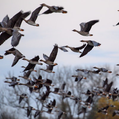 Ein Schwarm Gänse fliegt hoch in die Luft und über die Kamera des Fotografen hinweg.