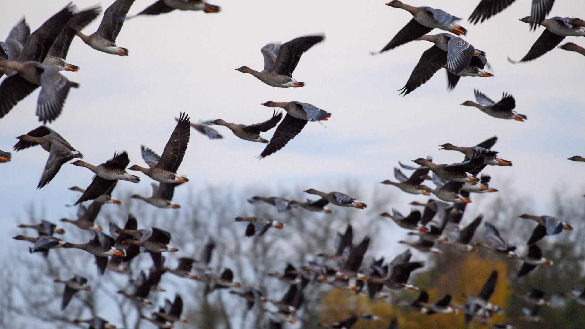 Ein Schwarm Gänse fliegt hoch in die Luft und über die Kamera des Fotografen hinweg.