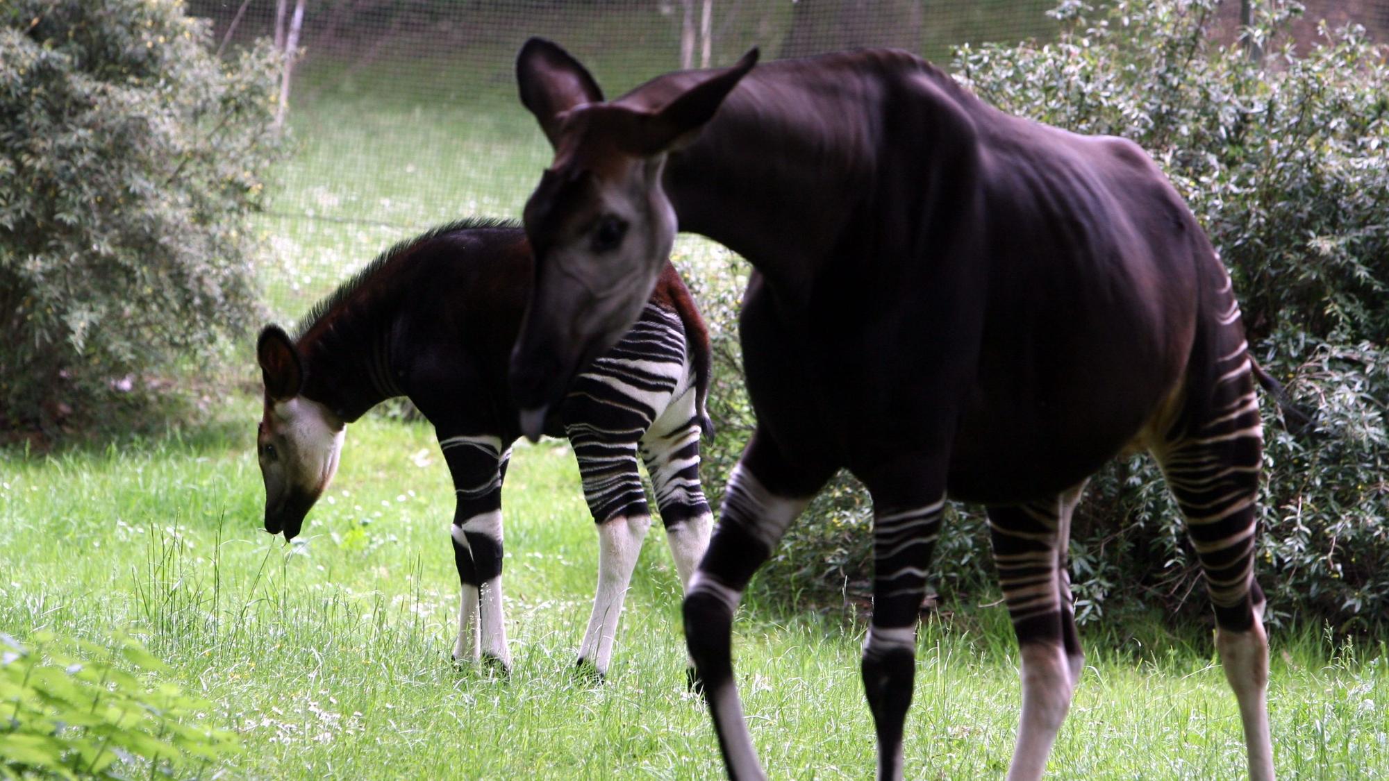 Okapi „Kisanga“ (vorne) 2007 im Kölner Zoo (Archivbild)