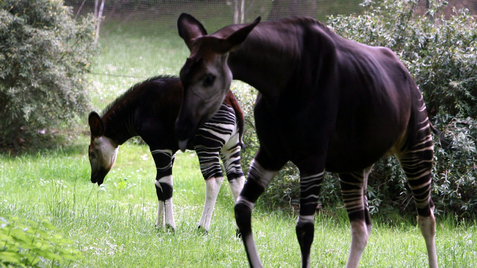 Okapi „Kisanga“ (vorne) 2007 im Kölner Zoo (Archivbild)