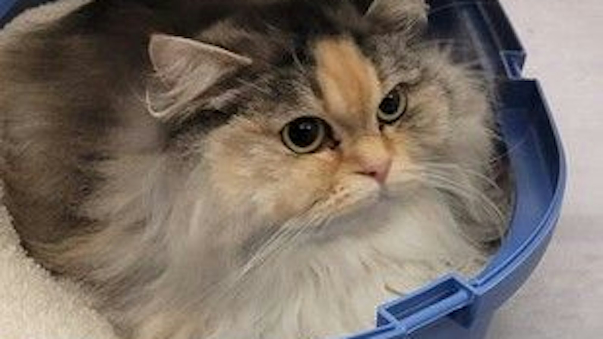 Eine Katze sitzt in ihrer Tragebox und schaut sehr skeptisch.