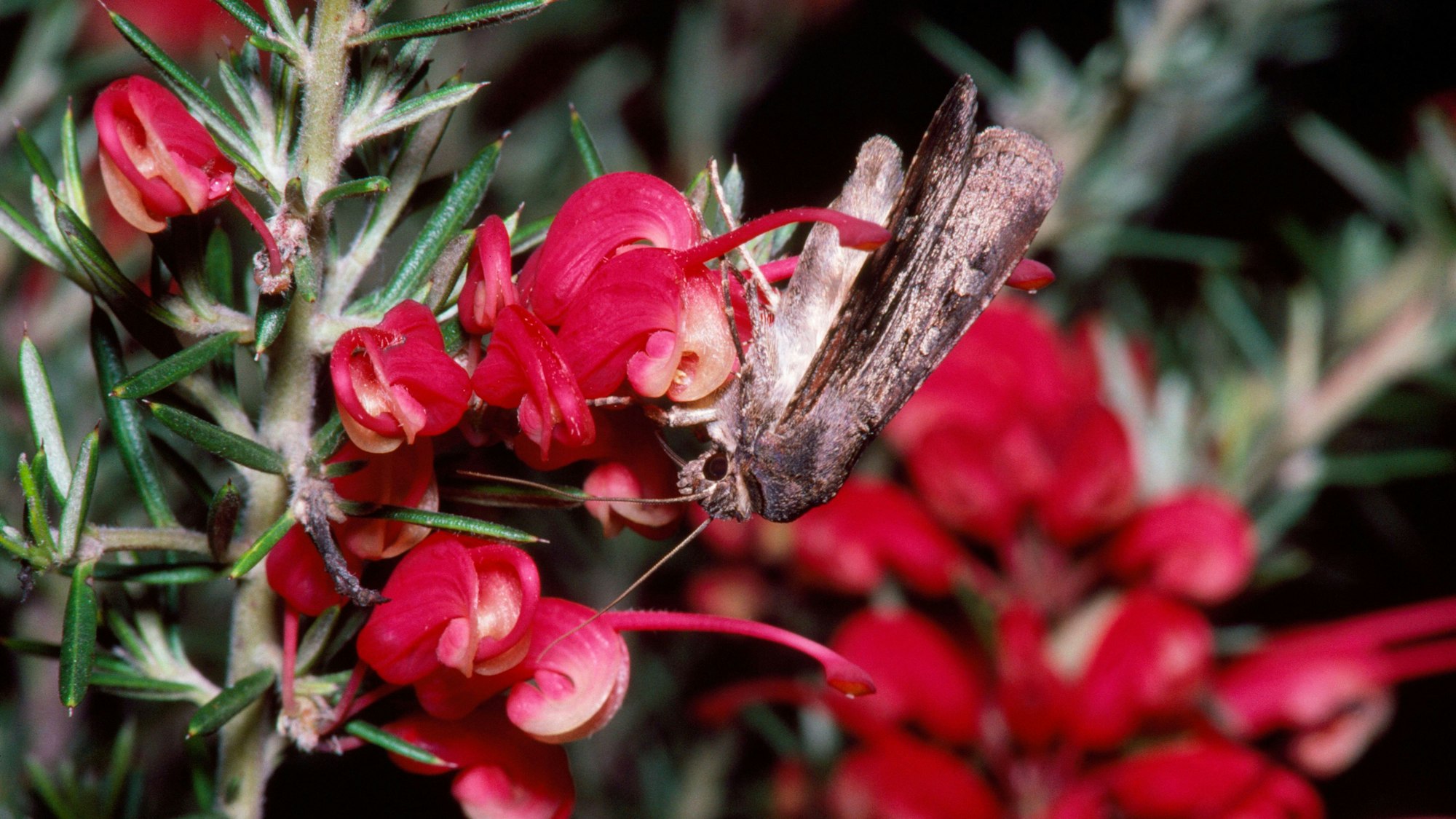 Eine Bogong-Motte sitzt an einer Pflanze.