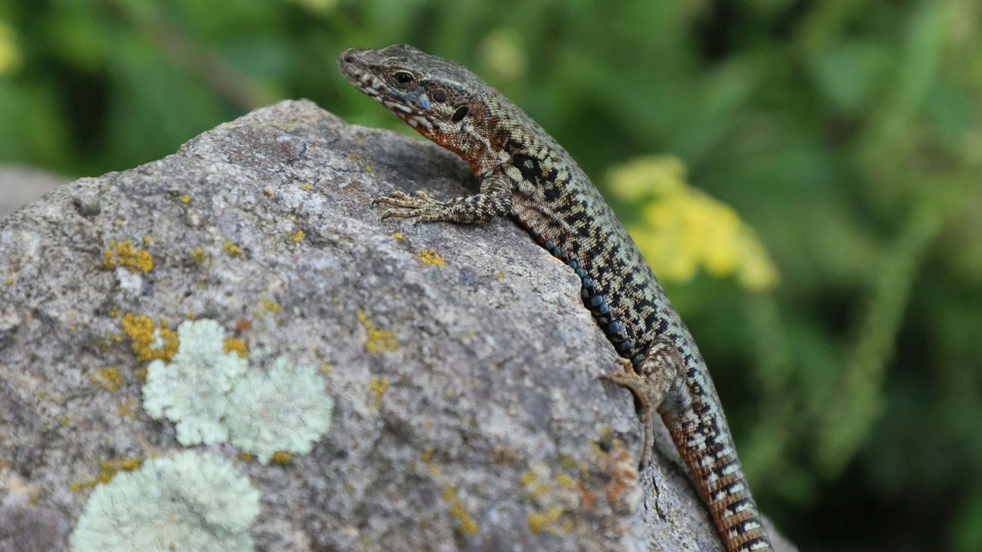 Eine Eidechse sitzt auf einem Stein.