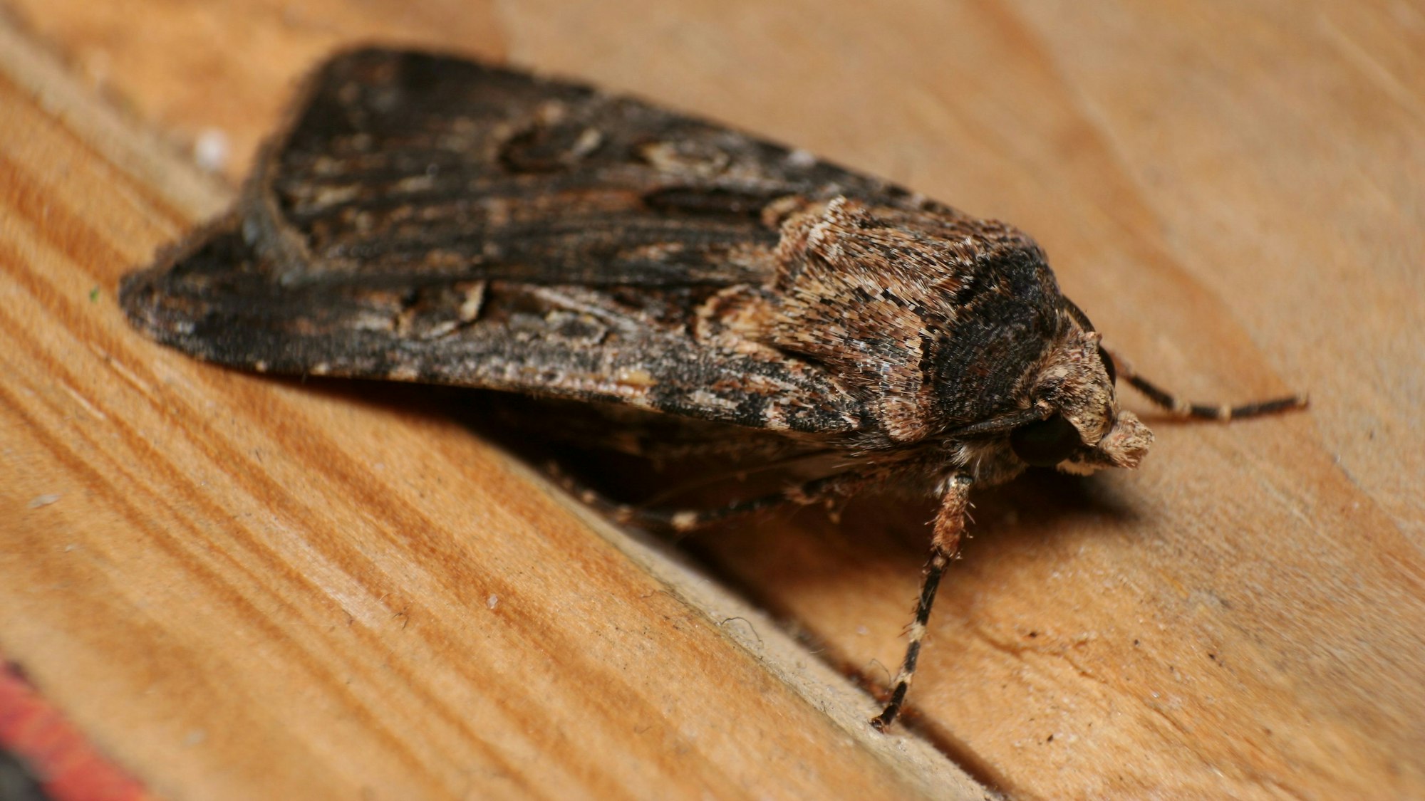 Nahaufnahme einer Bogong Motte (Agrotis infusa)