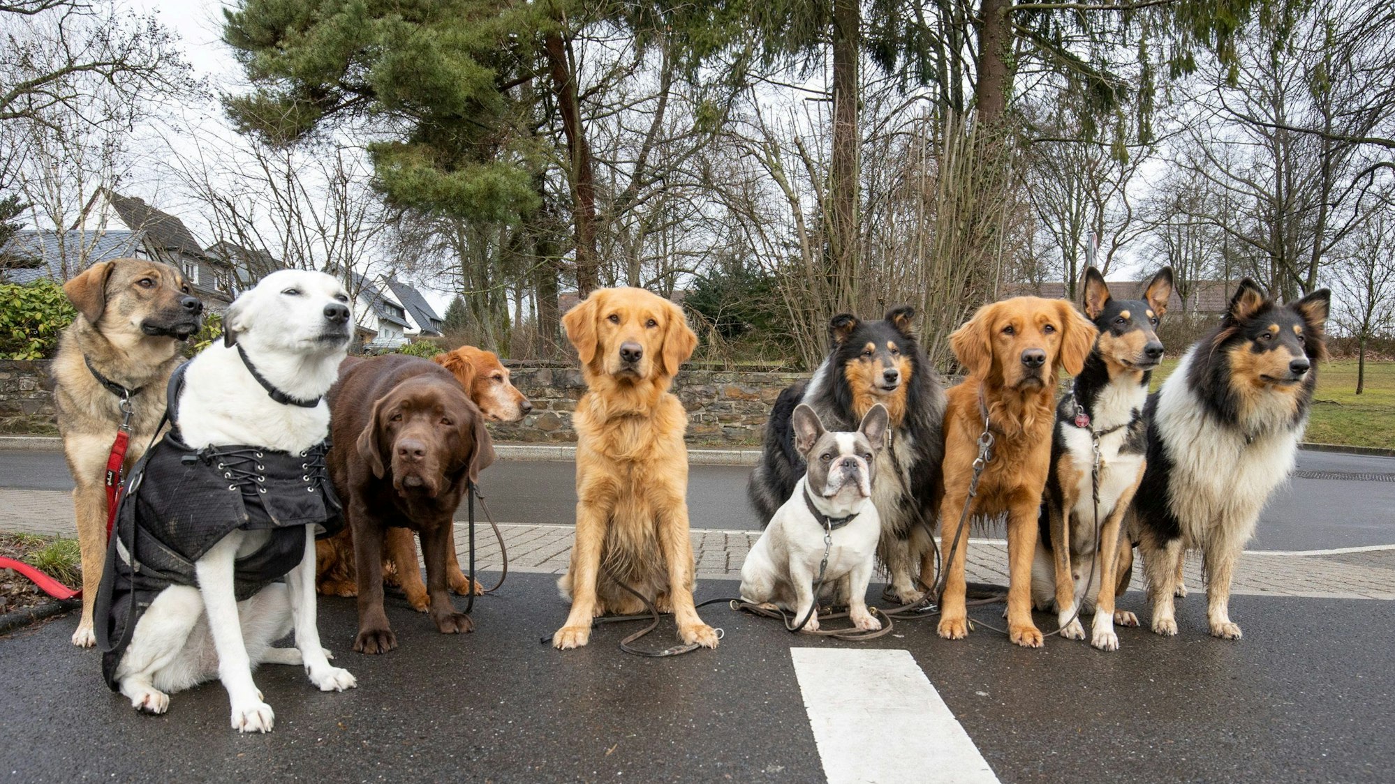 Zehn Hunde sitzen nebeneinander und schauen in die Kamera.