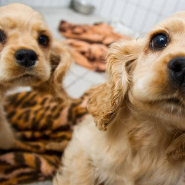 Süße Hundewelpen