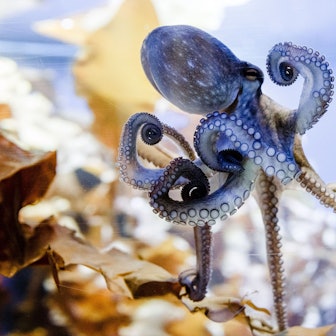 Die Krake "Otto von Unten" ist am 01.03.2017 in Timmendorfer Strand (Schleswig-Holstein) in der neuen Oktopoden-Themenwelt "Oktopus Höhle" in ihrem Aquarium zu sehen. Foto: Markus Scholz/dpa ++ +++ dpa-Bildfunk +++