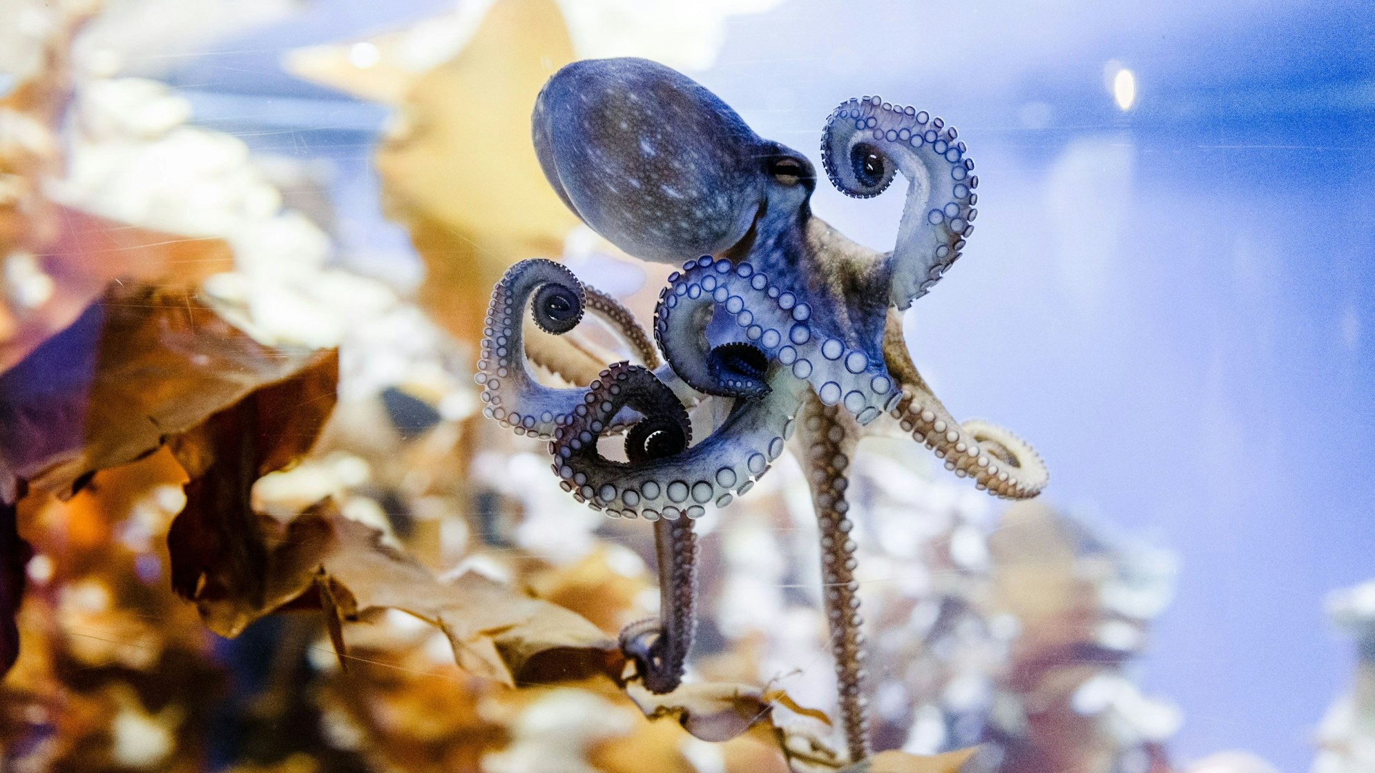 Die Krake "Otto von Unten" ist am 01.03.2017 in Timmendorfer Strand (Schleswig-Holstein) in der neuen Oktopoden-Themenwelt "Oktopus Höhle" in ihrem Aquarium zu sehen. Foto: Markus Scholz/dpa ++ +++ dpa-Bildfunk +++