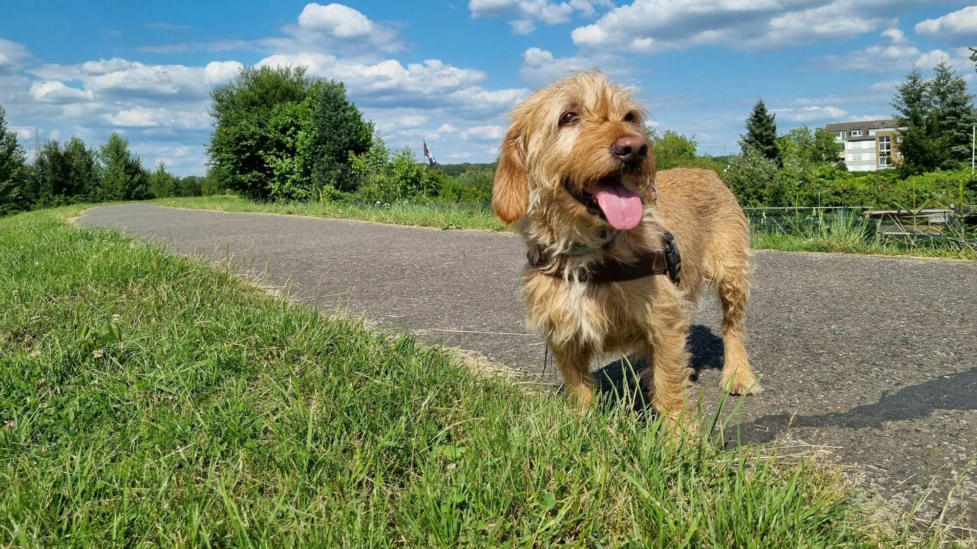 Jagdhund Oskar auf dem Fußweg und Radweg entlang des Mühlengrabens in Leverkusen Bürrig
