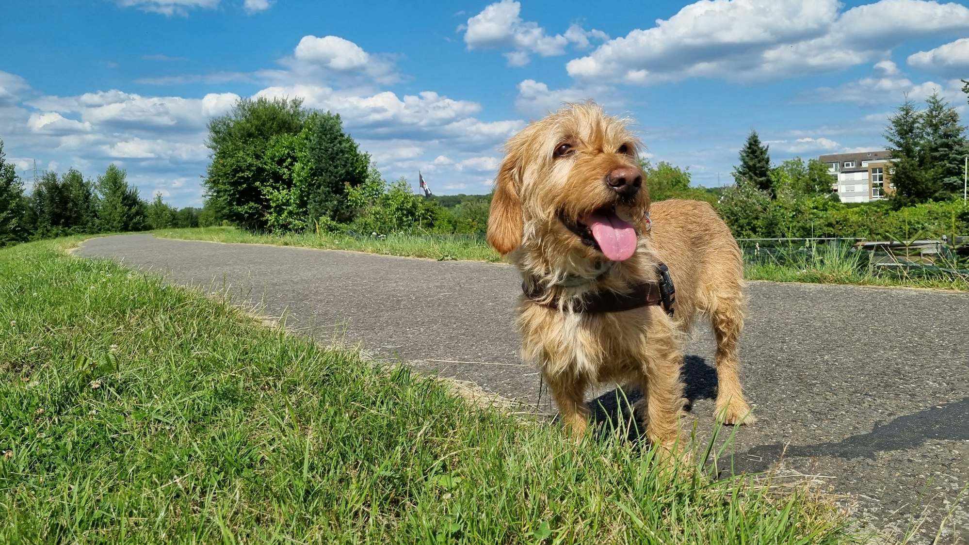Jagdhund Oskar der Besitzerin Astrid Maus auf dem Fußweg und Radweg entlang des Mühlengraben in Leverkusen Bürrig