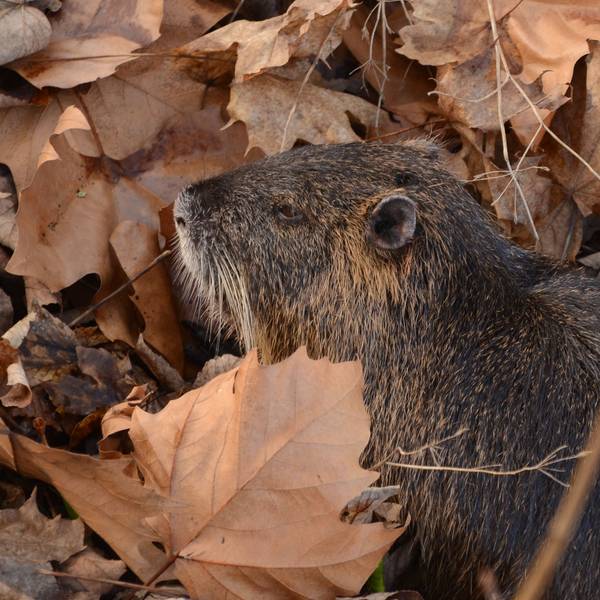 Ein verletztes Nutria liegt in einer Böschung.