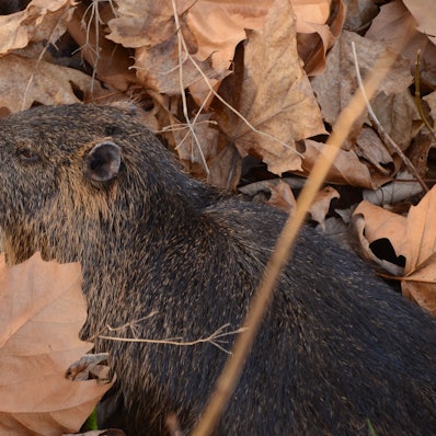 Ein verletztes Nutria liegt in einer Böschung.