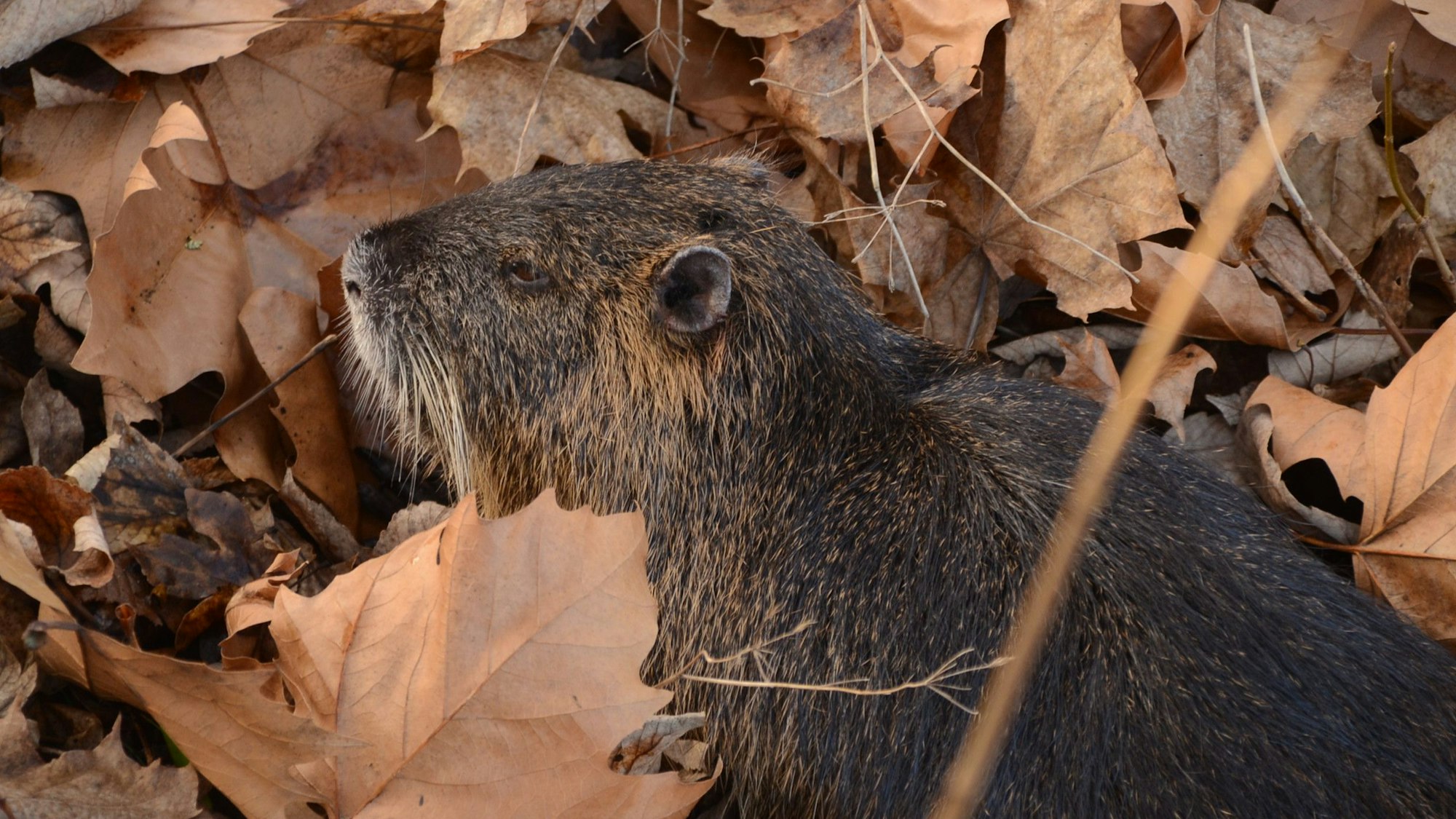 Ein verletztes Nutria liegt in einer Böschung.