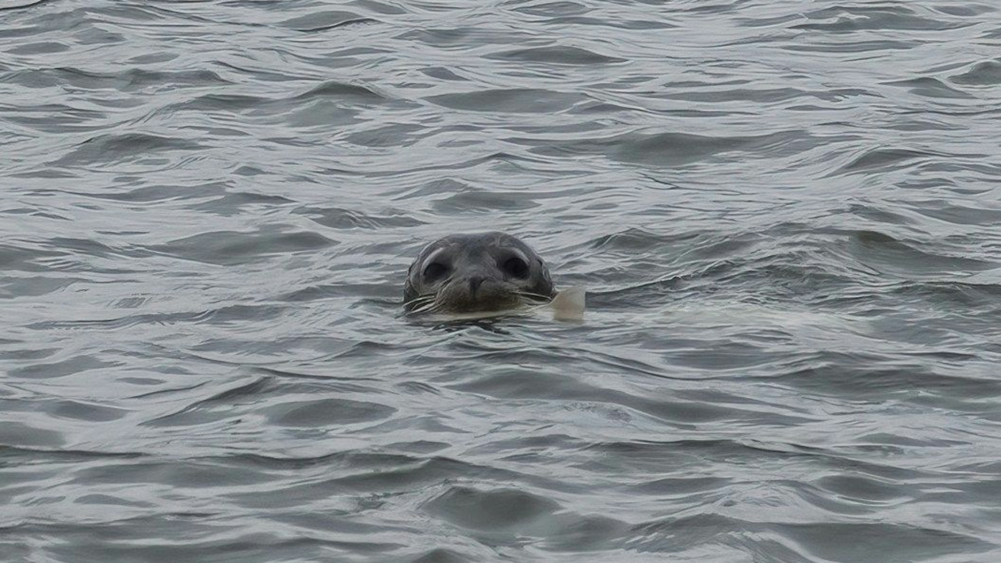 Der Kopf einer Robbe guckt aus dem Wasser.