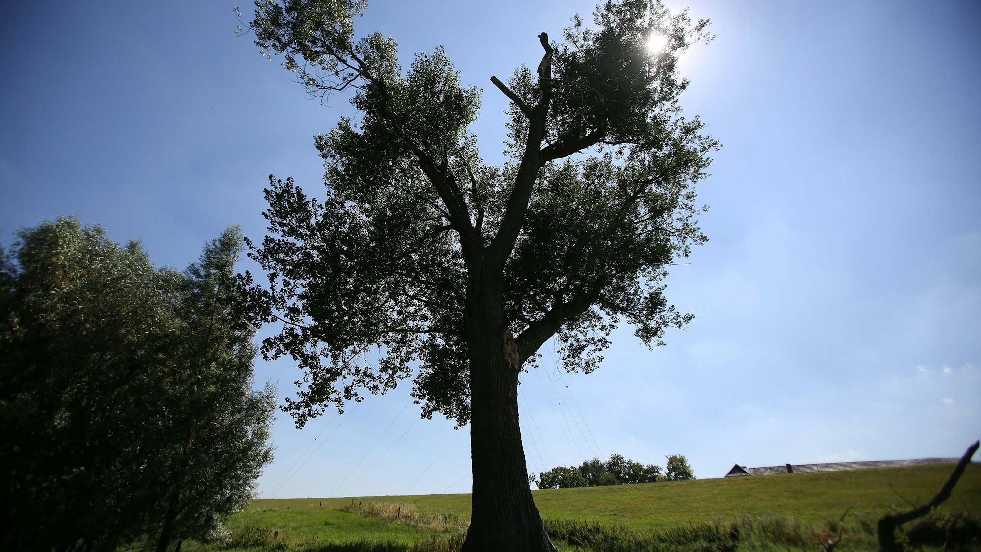 Eine Pappel steht am 01.08.2013 in Büderich bei Wesel ( Nordrhein-Westfalen) auf dem Rheindeich.
