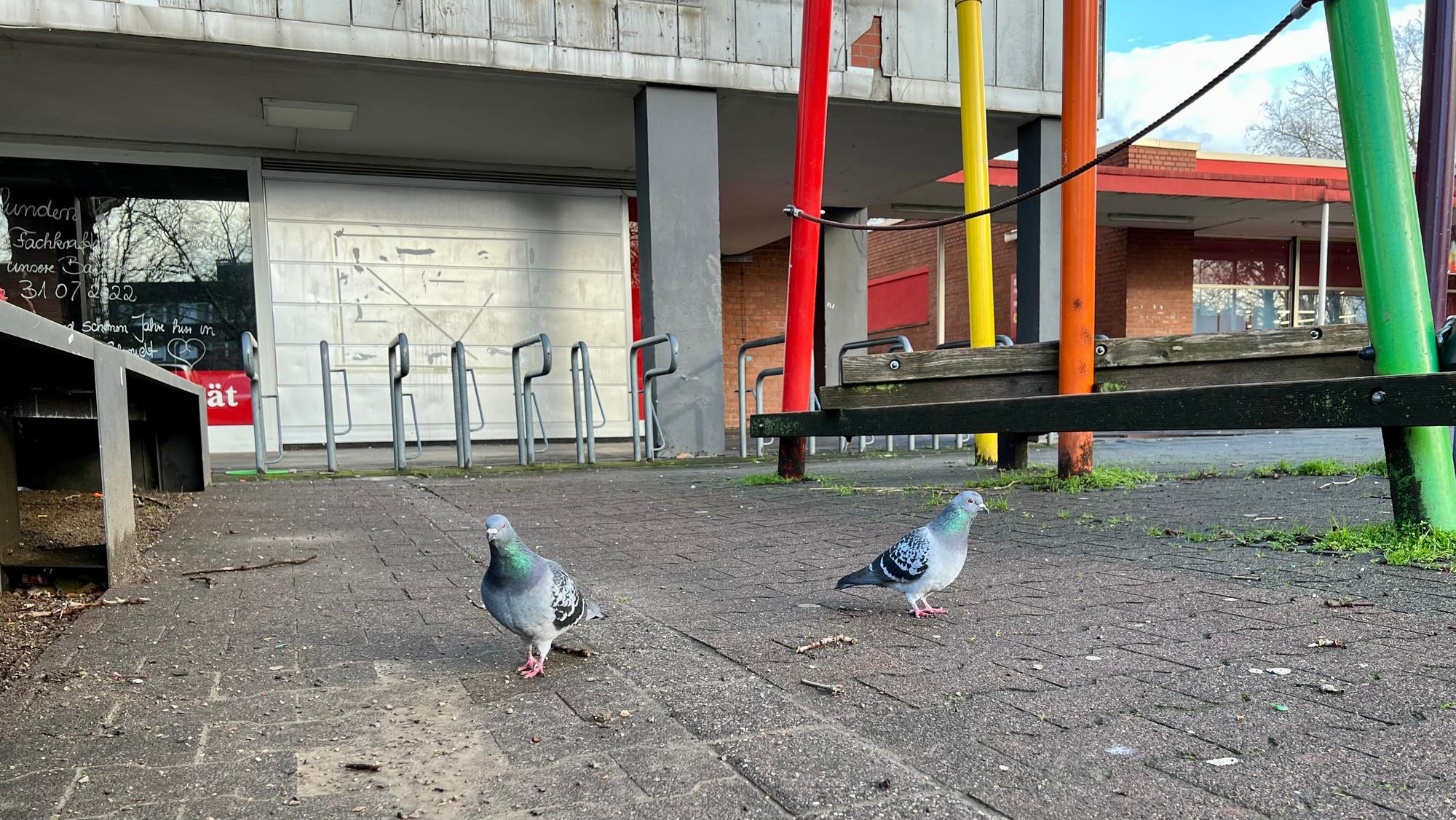 Tauben auf dem Königsberger Platz in Leverkusen-Rheindorf