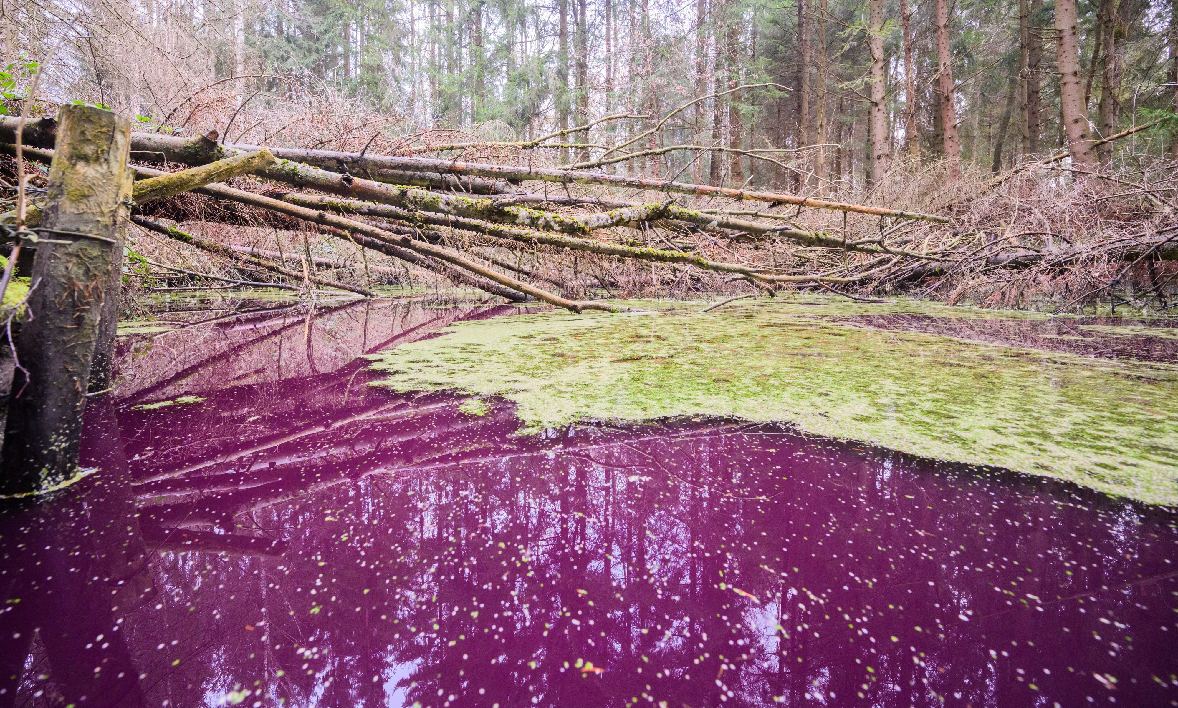 Ein kleiner Teich im Hildesheimer Wald bei Sibbesse schimmert ungewöhnlich purpur. Wissenschaftler wundern sich über die außergewöhnliche Färbung des Sees.