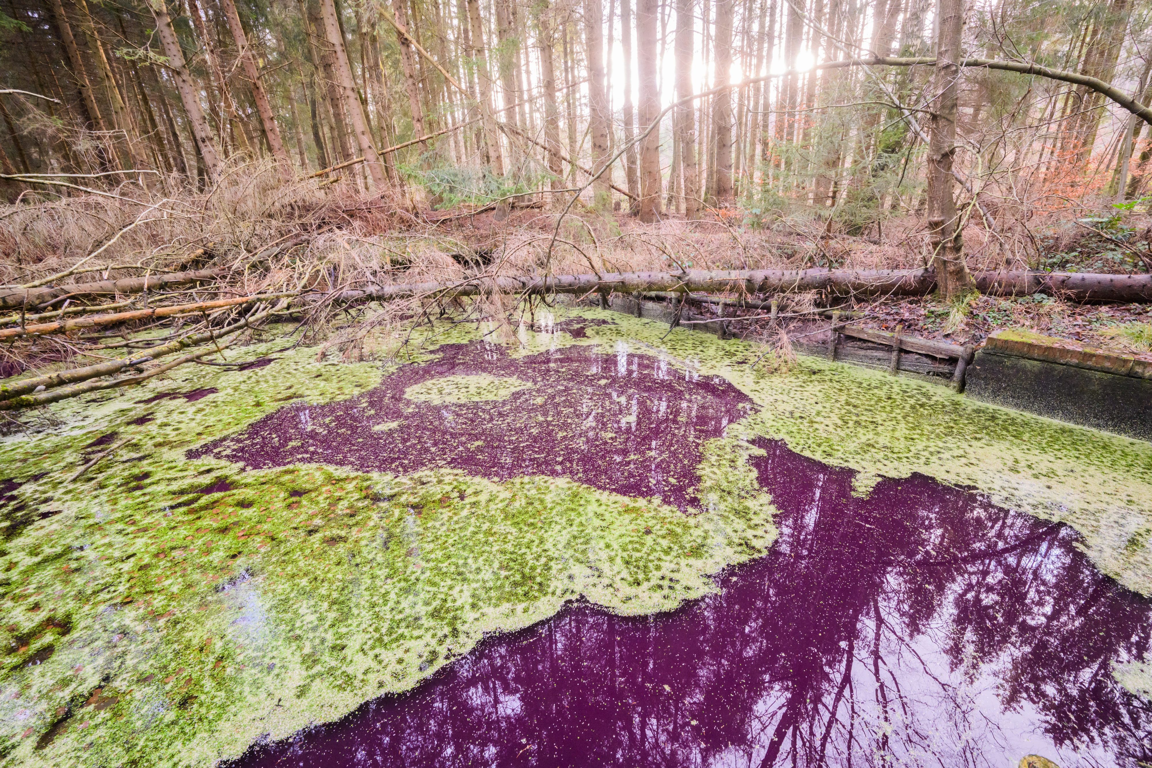 Ein kleiner Teich im Hildesheimer Wald bei Sibbesse schimmert ungewöhnlich purpur. Wissenschaftler wundern sich über die außergewöhnliche Färbung des Sees.