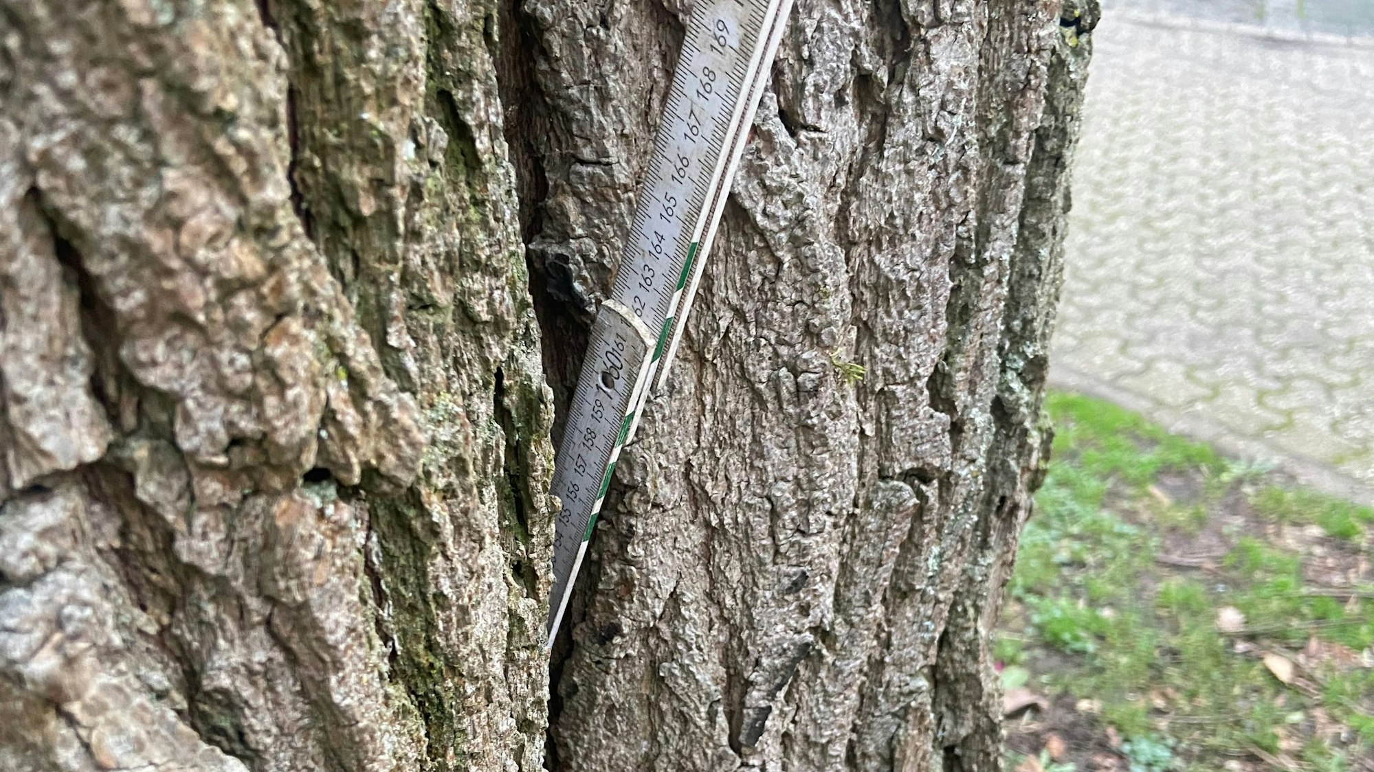 Ein Zollstock steckt 1,60 Meter tief im faulen Stamm des Trompetenbaums.