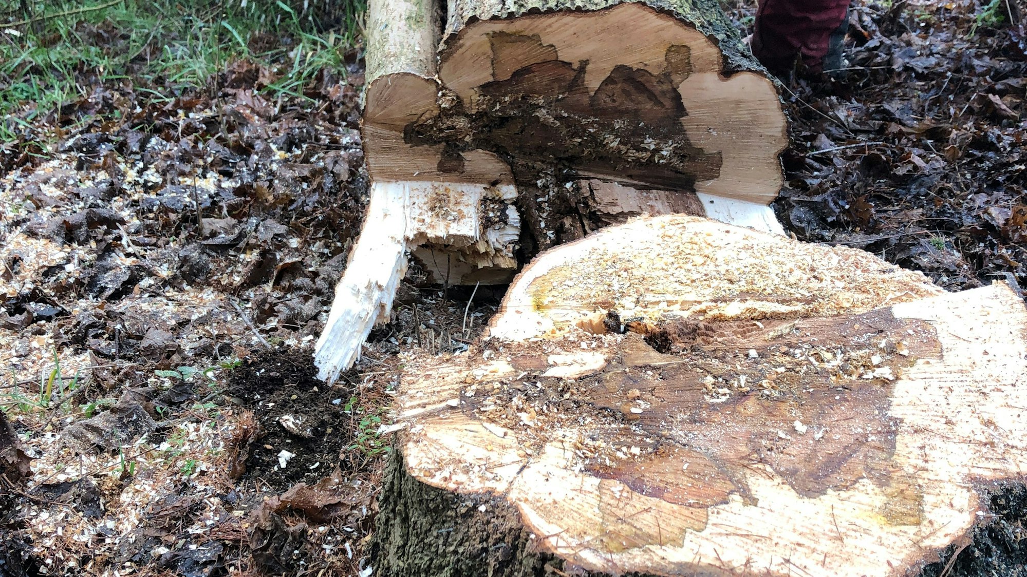 Im Baumstumpf und dem daneben liegenden Stamm sind braune Verfärbungen.