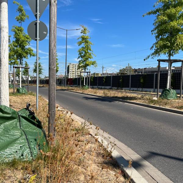 Bäume an der Europa-Allee in Opladen mit Schutzanstrich und Wassersäcken