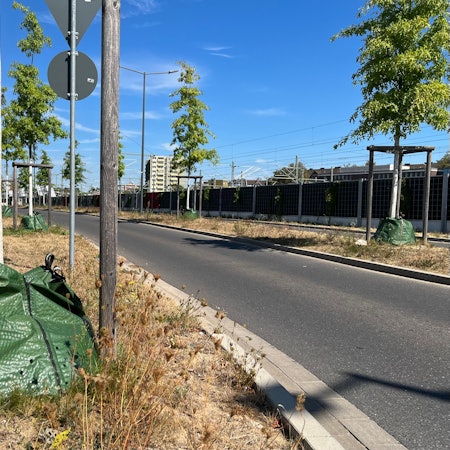 Bäume an der Europa-Allee in Opladen mit Schutzanstrich und Wassersäcken