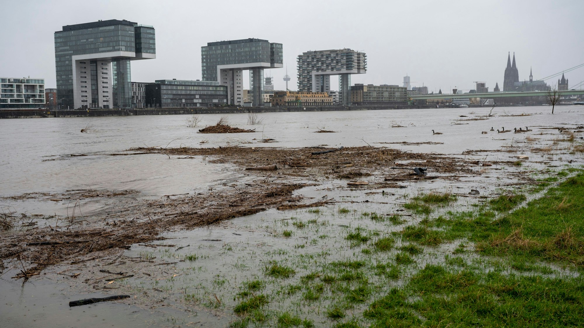 Das Bild zeigt den Rhein bei Hochwasser auf den überschwemmten Poller Wiesen.