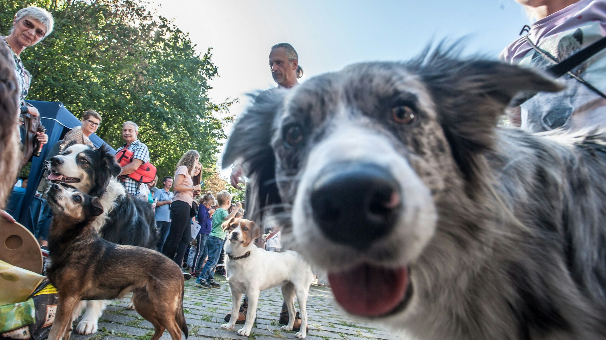 Hunde mit ihren Haltern beim Treffen auf einem Pflasterweg.