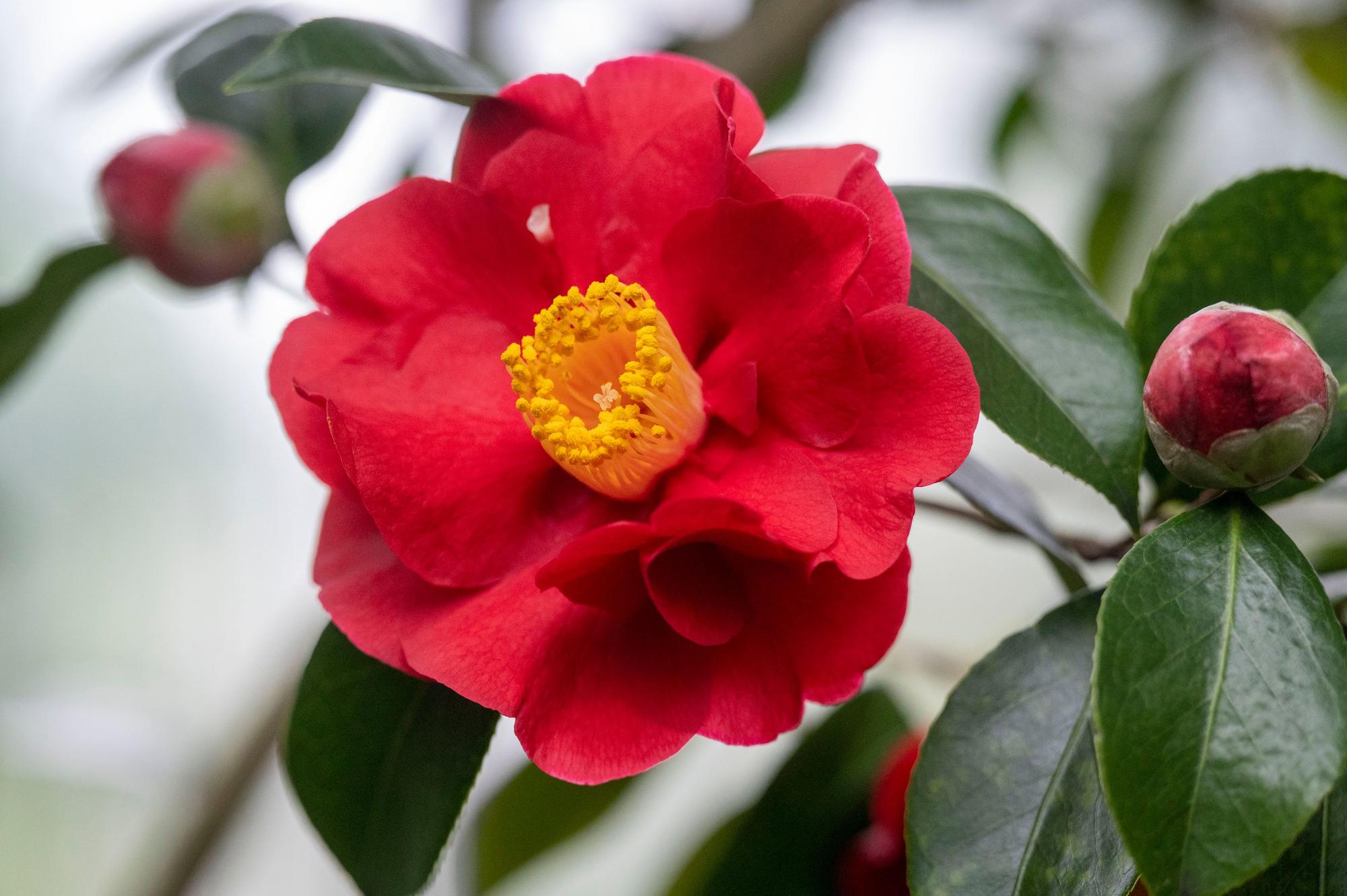 Ein rote Kamelie