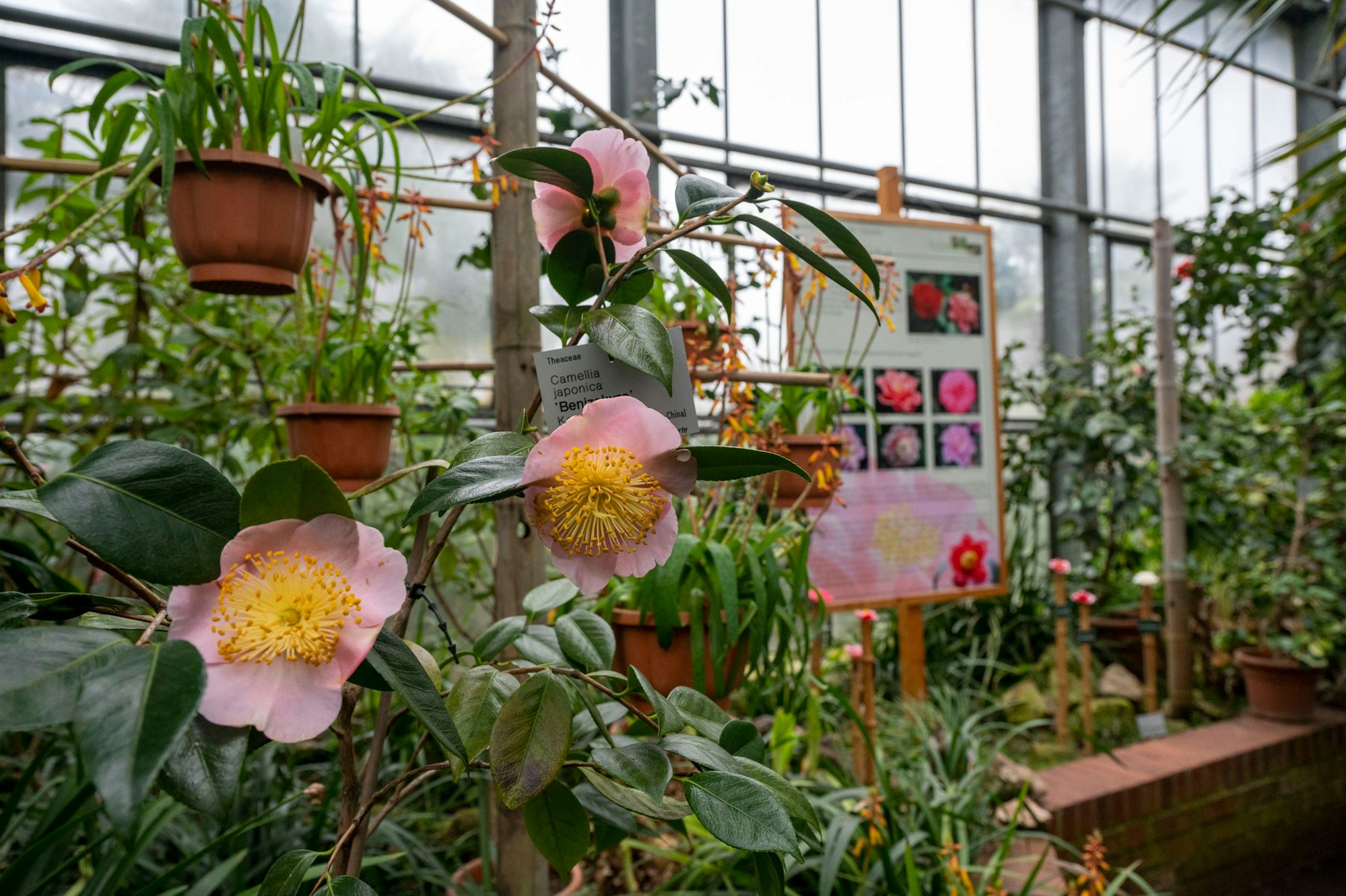 Eine Erklärtafel inmitten von Kamelienpflanzen