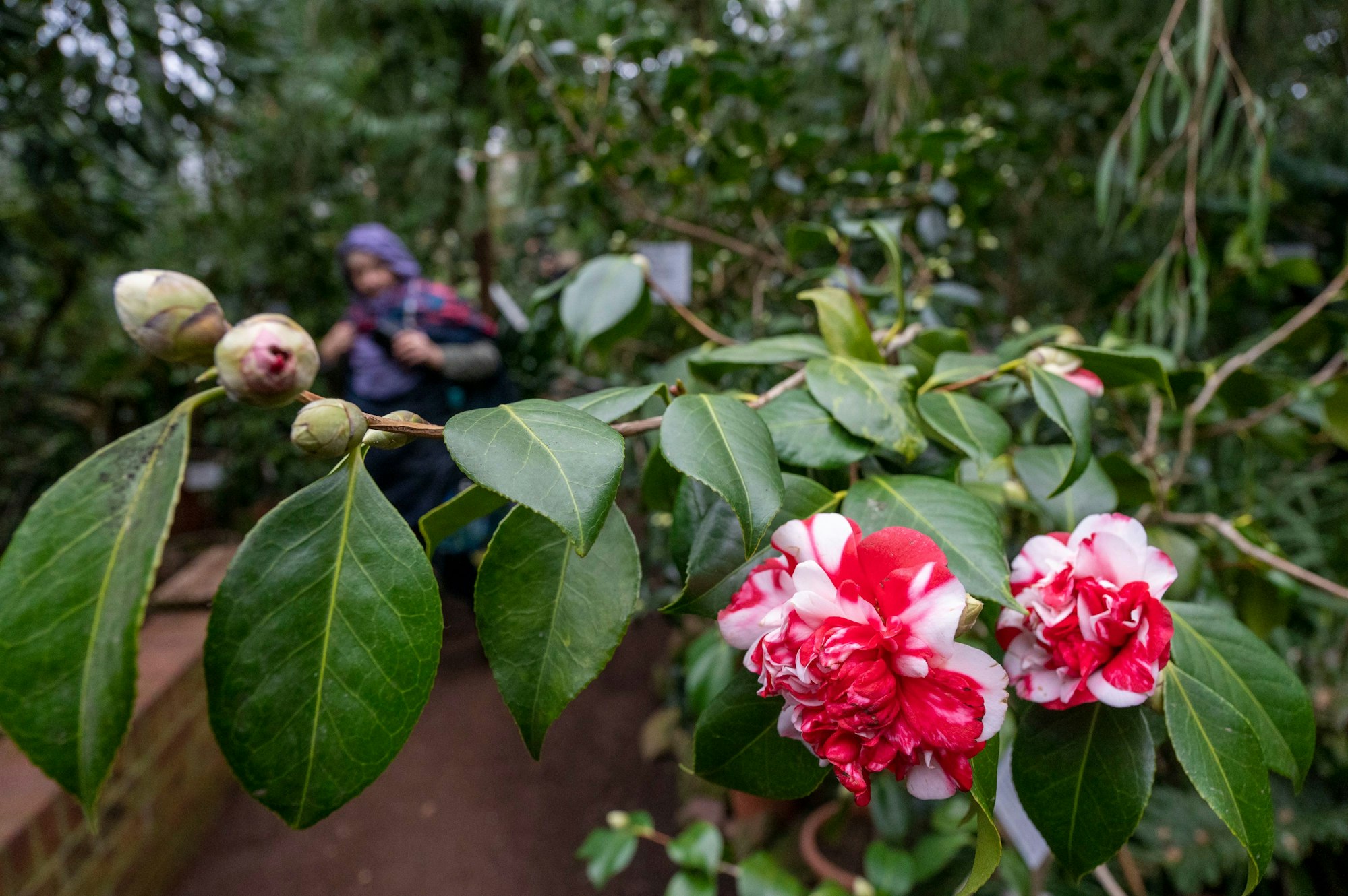 Ein rot-weiße Kamelie, im Hintergrund ein Besucher
