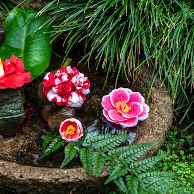 Verschiedene Kamelienblüten sind in einem kleinen Wassertrog drapiert.