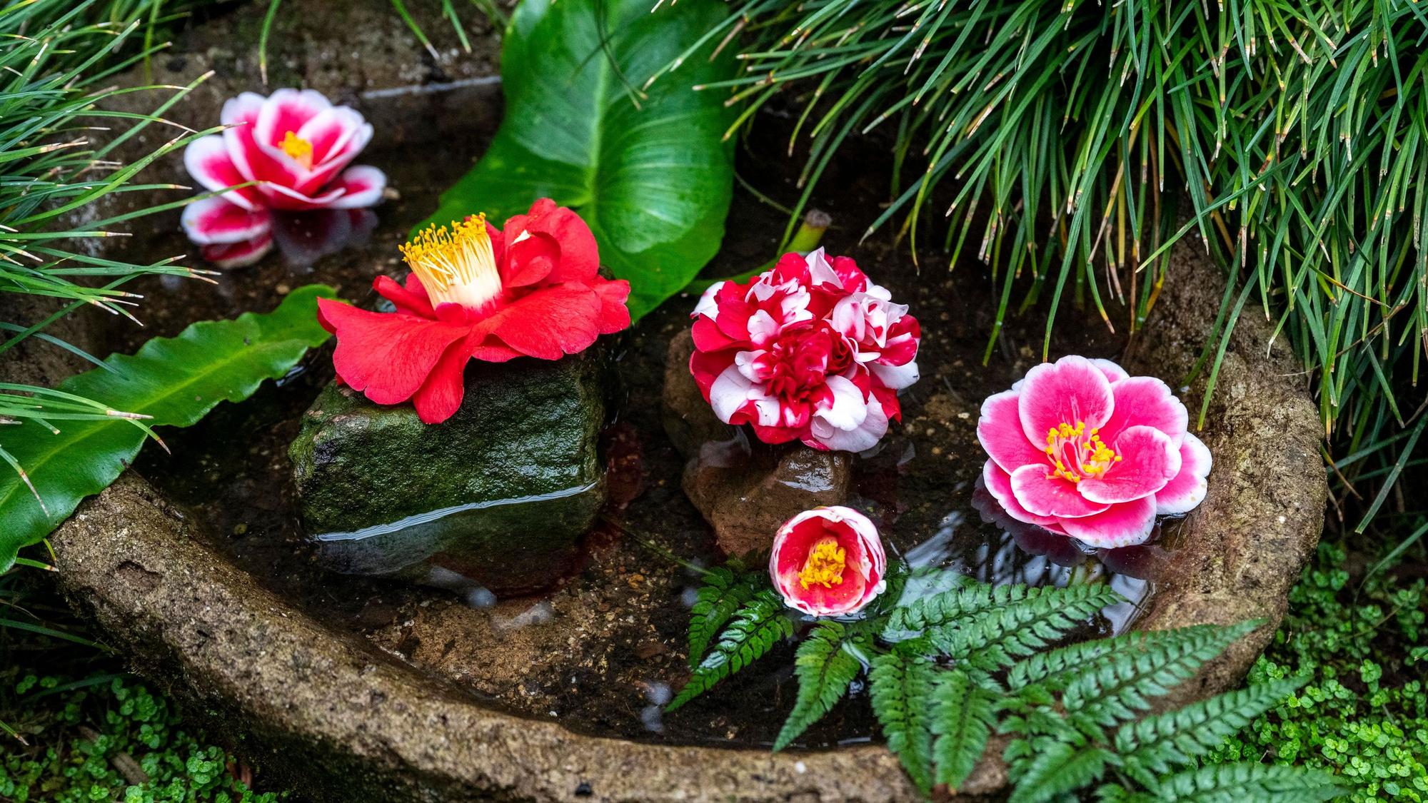 Verschiedene Kamelienblüten sind in einem kleinen Wassertrog drapiert.