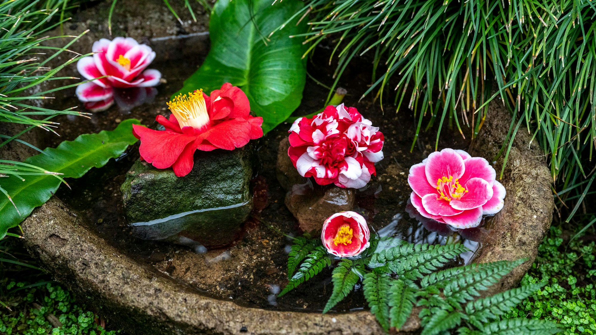 Verschiedene Kamelienblüten sind in einem kleinen Wassertrog drapiert.