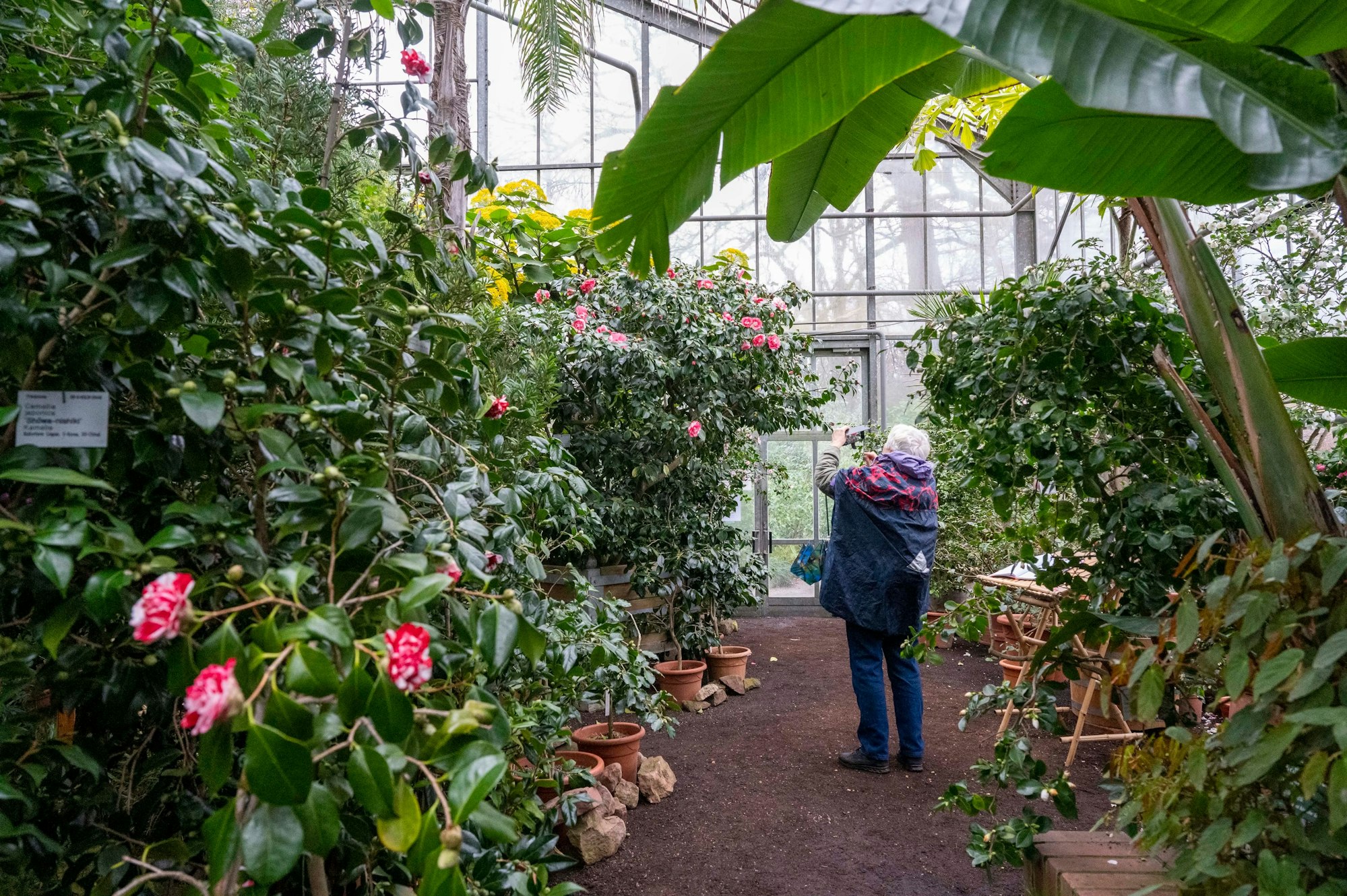 Fotografierende Besucherin im Subtropenhaus