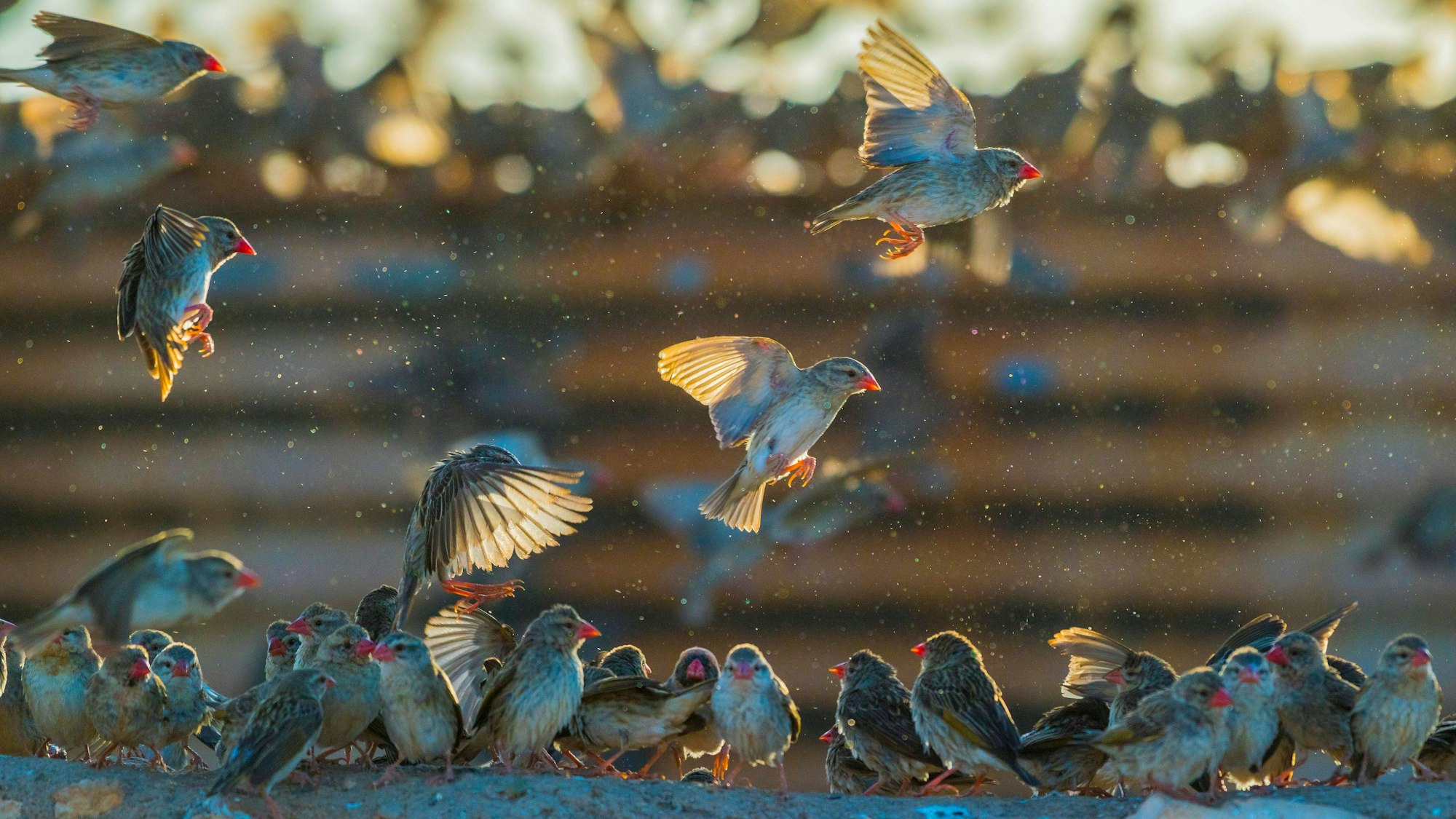 Ein Mega-Schwarm Blutschnabel-Webervögel Quelea quelea, versammelt sich an einem Wassertank, Etosha Nationalpark, Namibia.