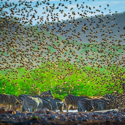 Ein Mega-Schwarm Blutschnabel-Webervögel fliegt an einer Wasserstelle mit Steppenzebras im Etosha Nationalpark in Namibia vorbei. Kenia will nun sechs Millionen der Vögel töten.