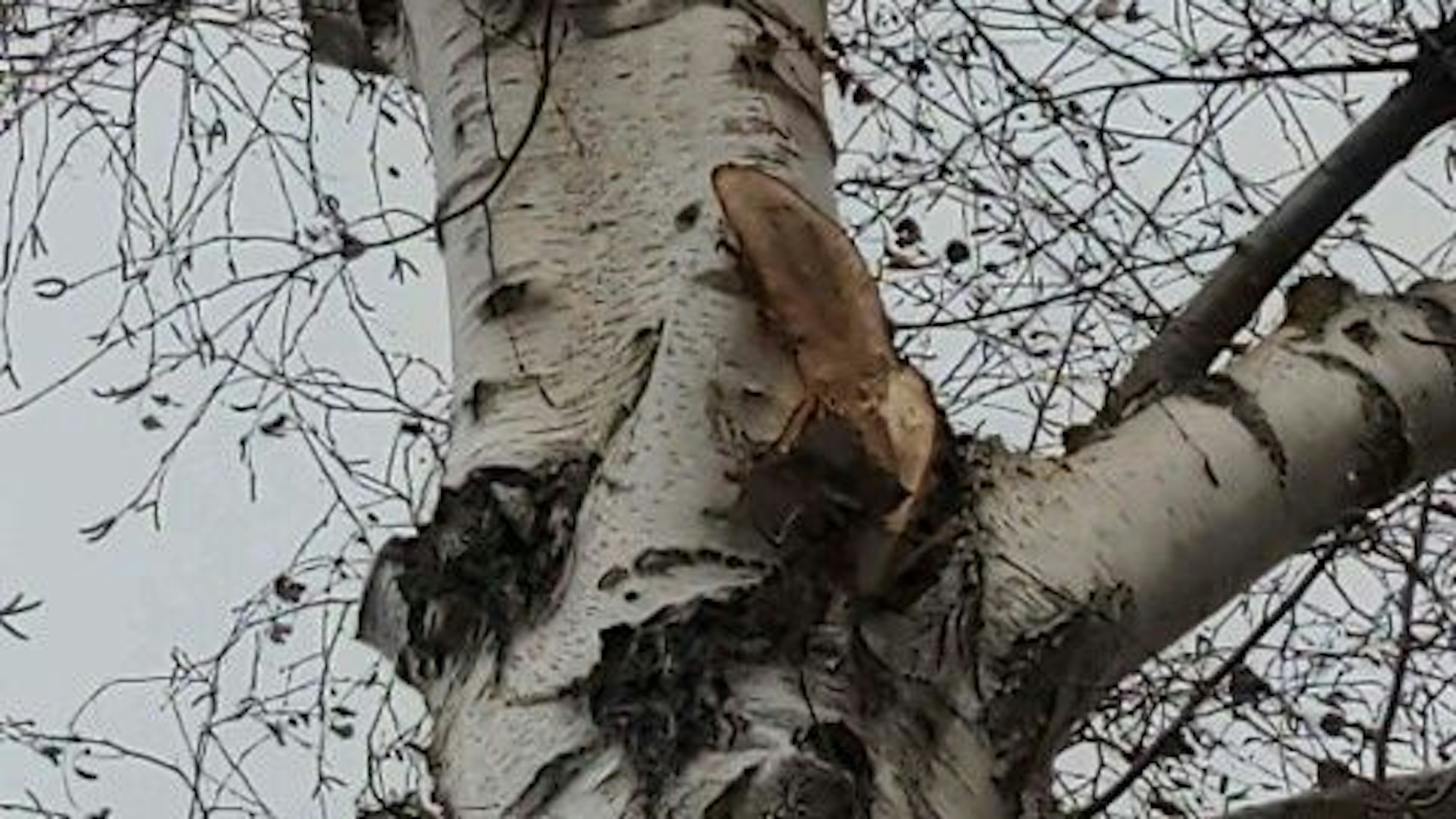 Baum mit abgeschnittenem Ast