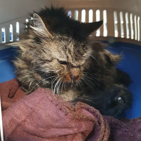 Das Foto zeigt die Katze Monday in einem Transportkäfig.