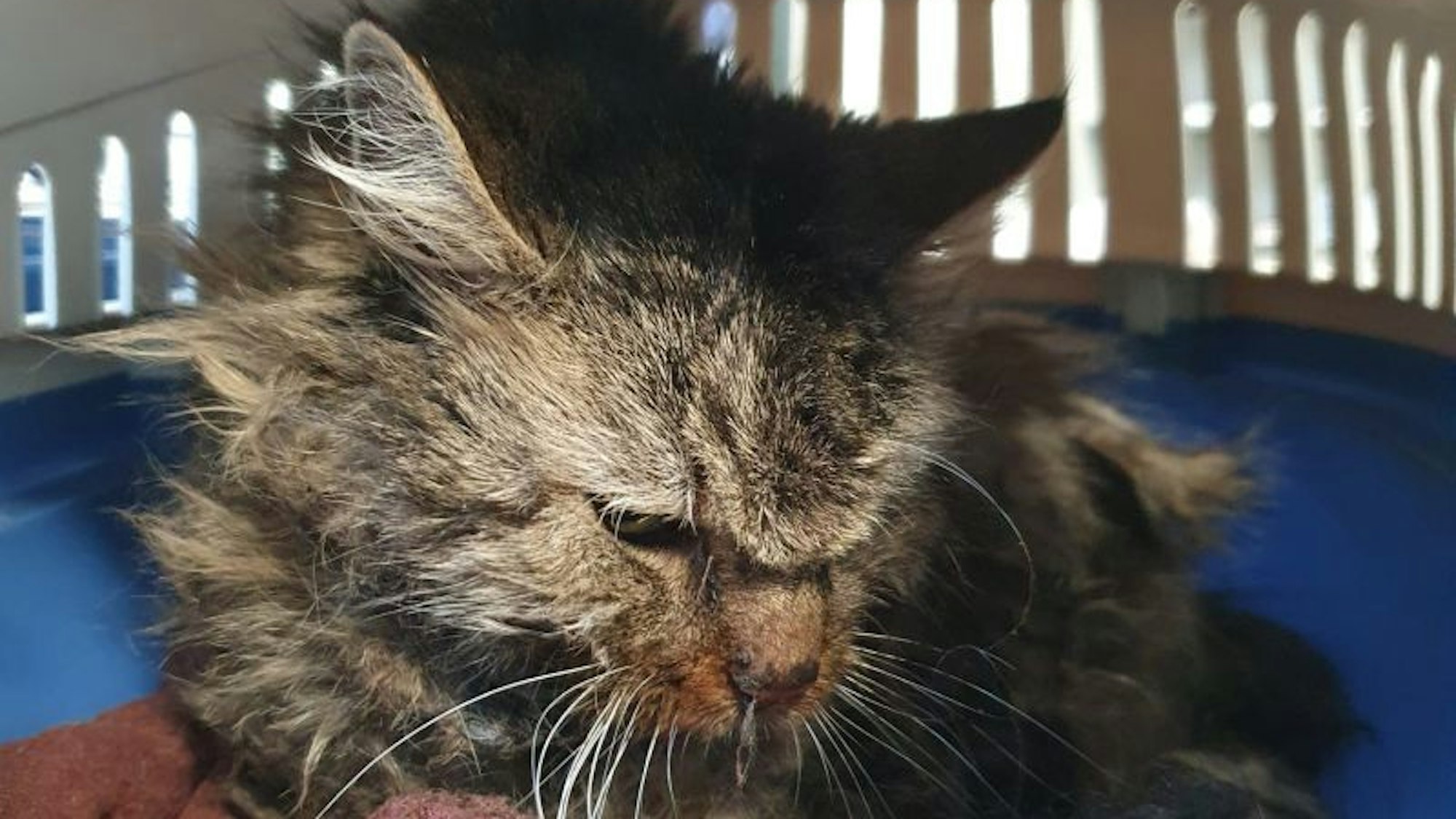 Das Foto zeigt die Katze Monday in einem Transportkäfig.