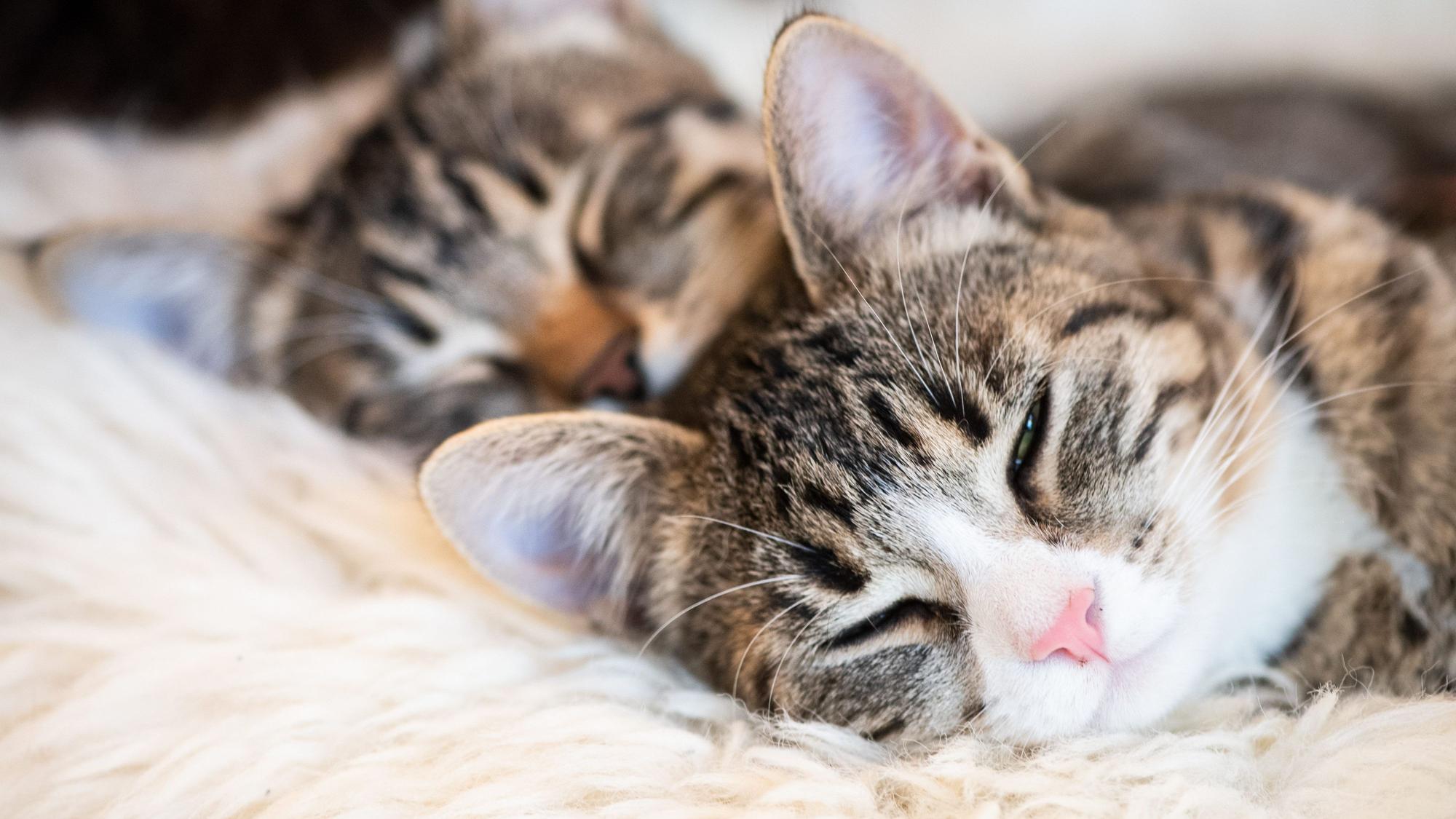 Zwei Katzen räkeln sich auf einem weißen Fell.