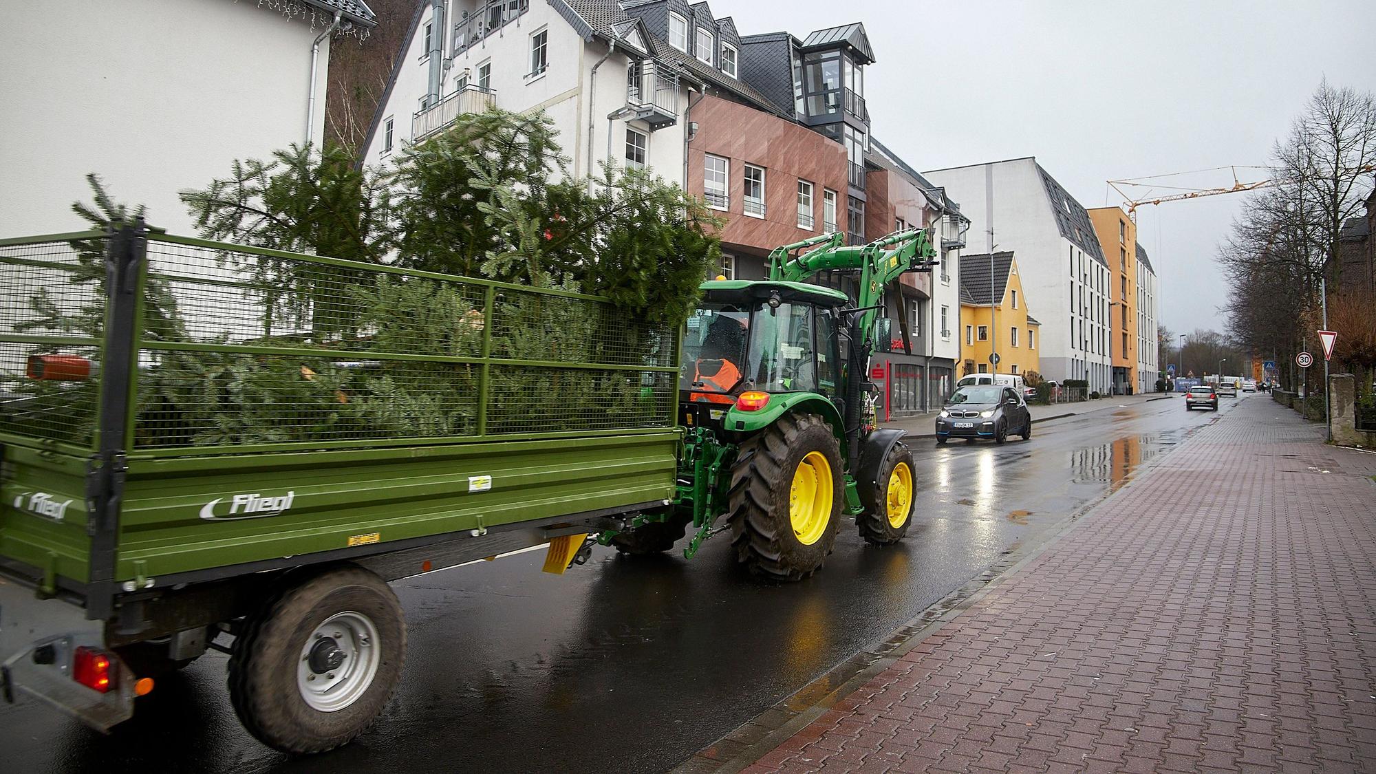 Tannenbäume werden auf einem Traktor-Anhänger transportiert.