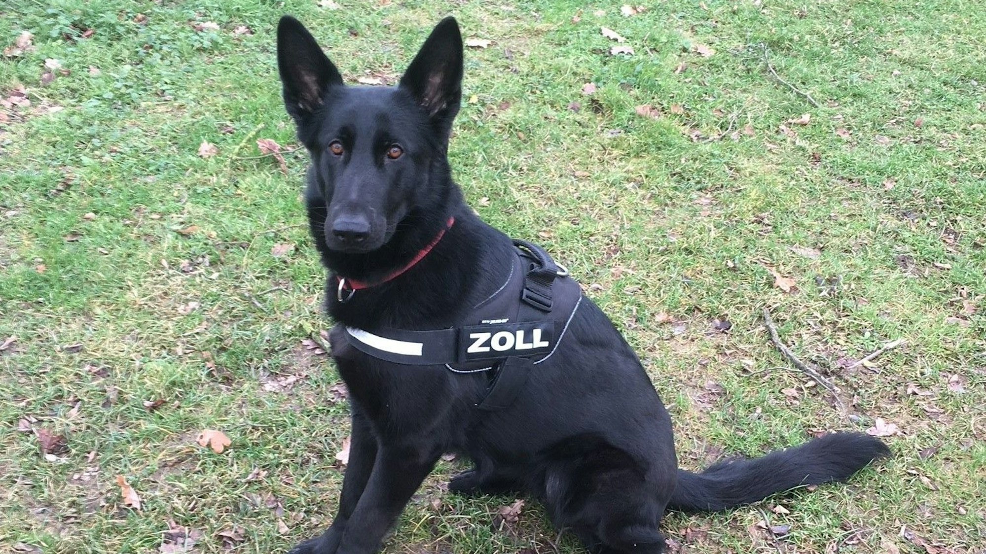 Schwarze Hündin mit Zollgeschirr auf einer Wiese. Zaun im Hintergrund.