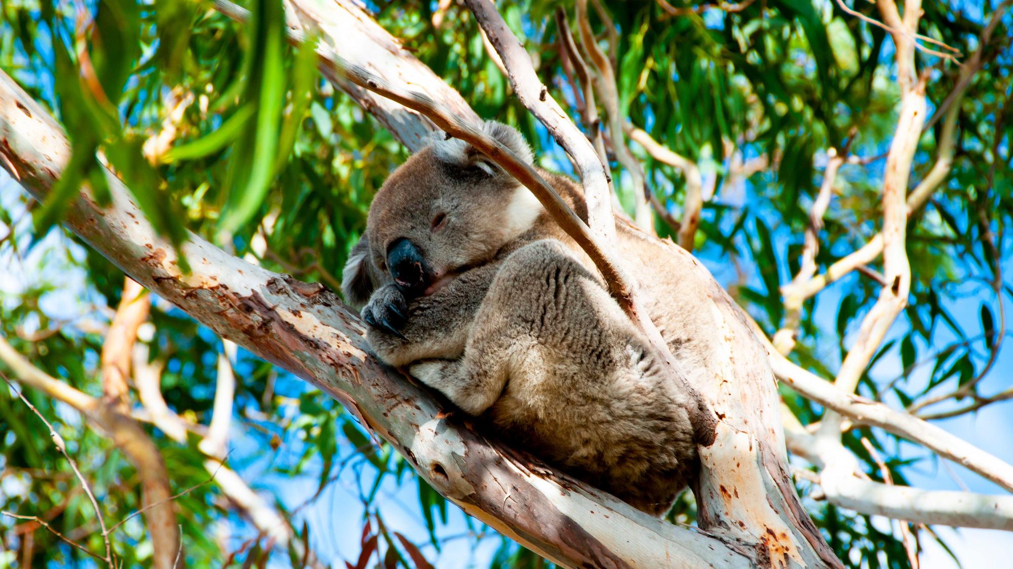 Ein Koala liegt schlafend auf einem Ast