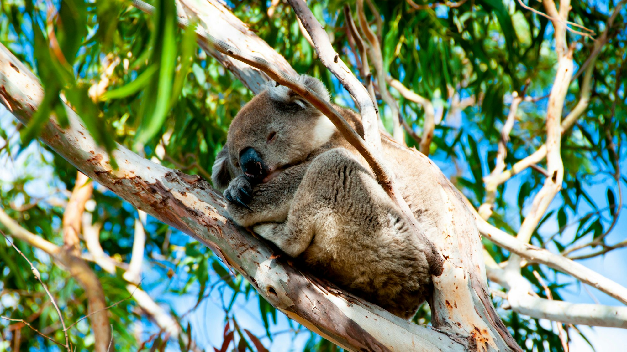 Ein Koala liegt schlafend auf einem Ast