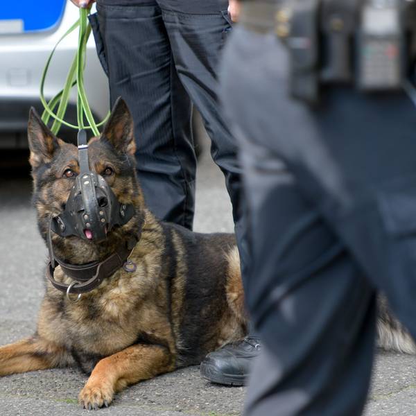 ARCHIV - 09.06.2016, Hamburg: Ein Polizeihund bei einem Einsatz am 09.06.2016 im Hamburger Stadtteil Harburg. (zu dpa «CDU: Hamburg soll Polizeihunde-Initiative aus Hannover unterstützen») Foto: picture alliance / dpa +++ dpa-Bildfunk +++