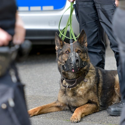 Ein Polizeihund bei einem Einsatz
