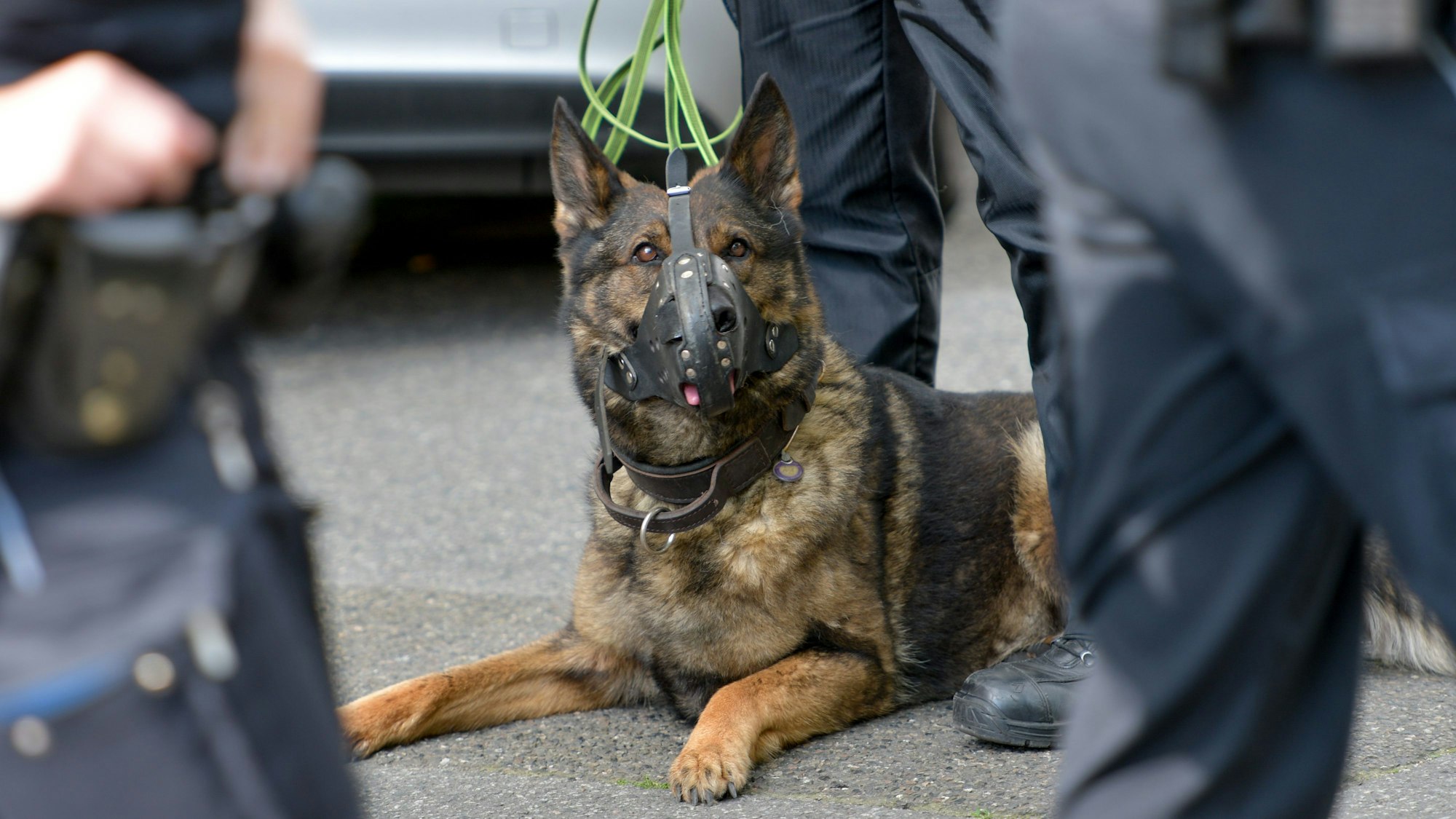 ARCHIV - 09.06.2016, Hamburg: Ein Polizeihund bei einem Einsatz am 09.06.2016 im Hamburger Stadtteil Harburg. (zu dpa «CDU: Hamburg soll Polizeihunde-Initiative aus Hannover unterstützen») Foto: picture alliance / dpa +++ dpa-Bildfunk +++