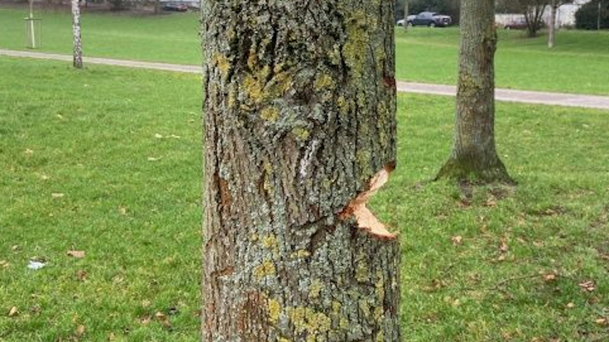 Eine Linde, aus der rechts ein Teil heraus gehackt wurde